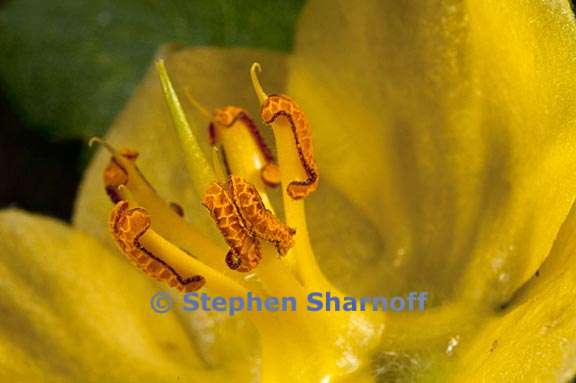 fremontodendron californicum 7 graphic